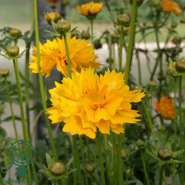 Coreopsis grandiflora 'Sunray', Skønhedsøje