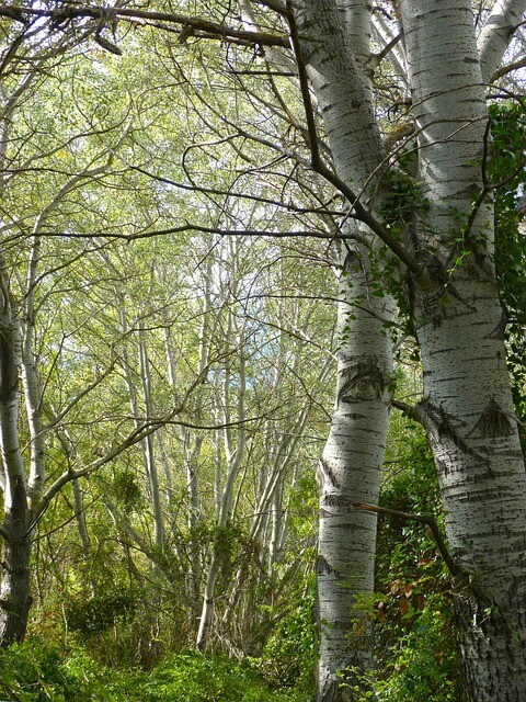 Populus alba 'Nivea', Sølvpoppel (barrods)