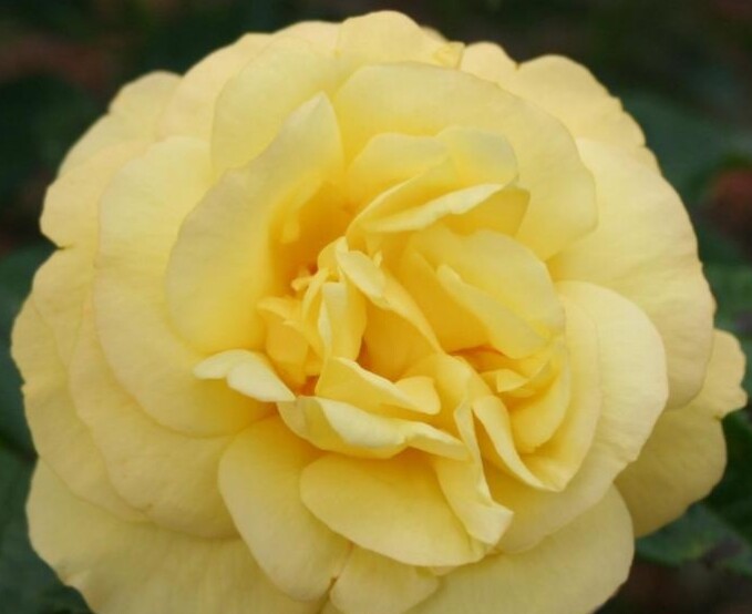 Rosa 'Chinatown'