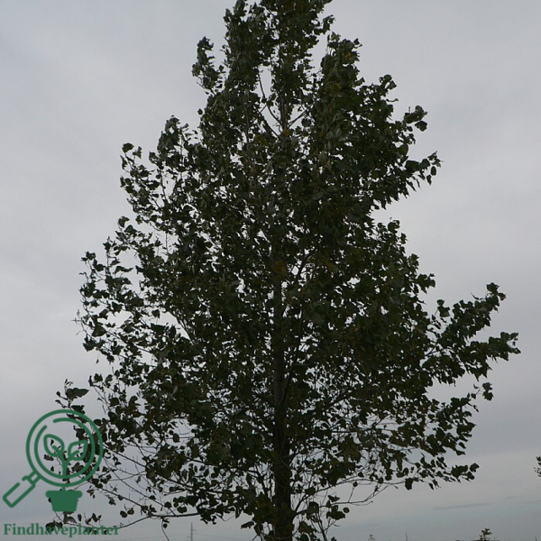 Populus candensis 'Bacherlierii, Canadisk poppel (barrods)