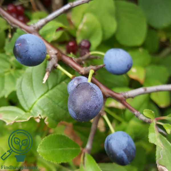 Prunus Spinosa, Slåen (barrods)