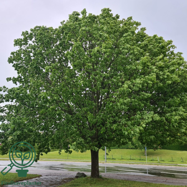 Quercus robur, Stilkeg (barrods)