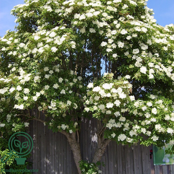 Sambucus nigra, Hyld (barrods)