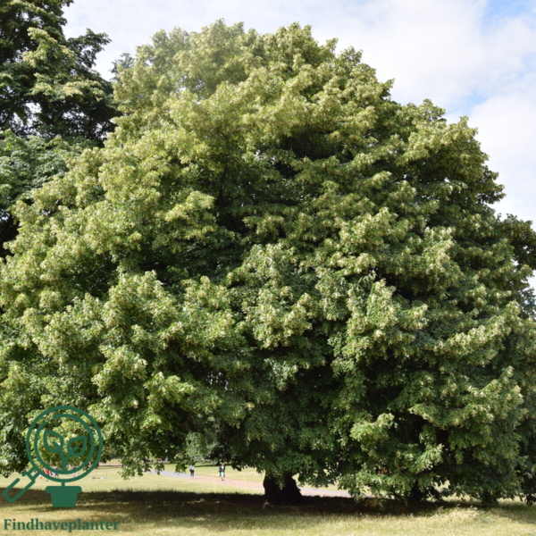Tilia platyphyllos, Storbladet lind (barrods)