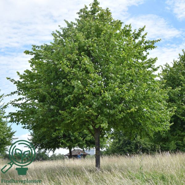 Tilia cordata, Småbladet lind (barrods)