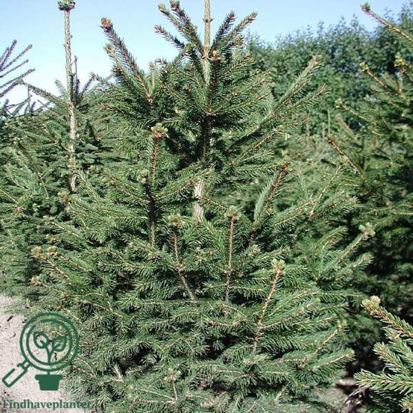 Picea abies, Rødgran (barrods)