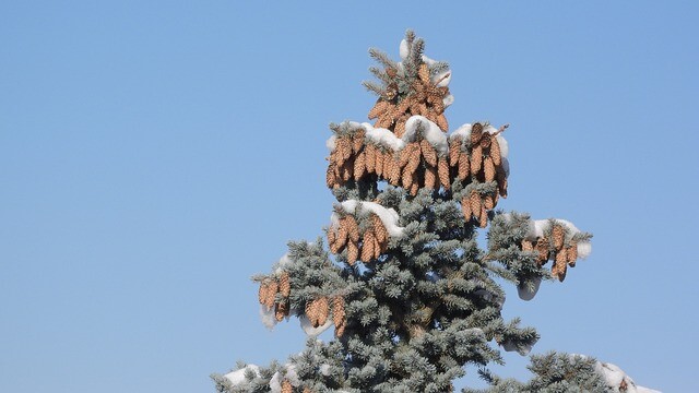 Picea pungens 'Glauca', Blågran (barrods)