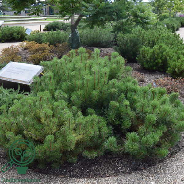 Pinus mugo, Bjergfyr (Barrods)