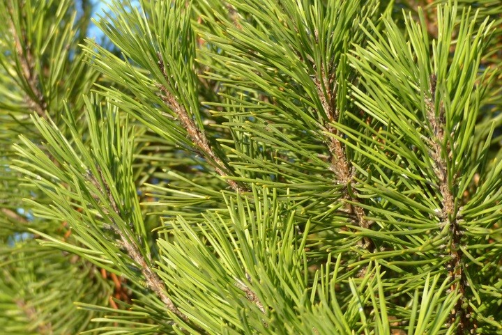 Pinus mugo, Bjergfyr (Barrods)