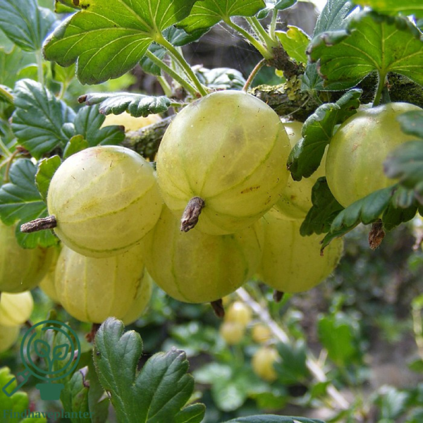 Ribes uva-crispa 'Invicta', Stikkelsbær (barrods)