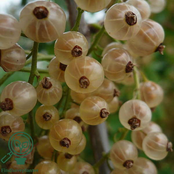 Ribes rubrum 'Hvid Hollandsk', Ribs (barrods)