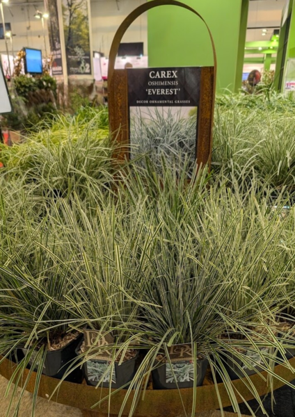 Carex oshimensis 'Everest', Japansk Star