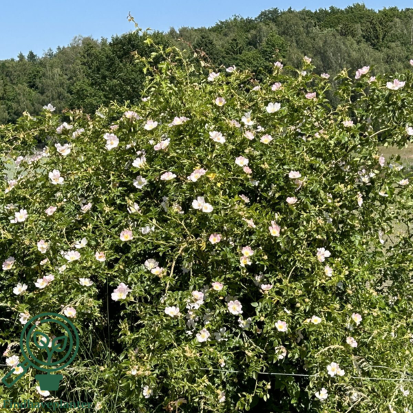 Rosa canina, Hunderose (barrods)