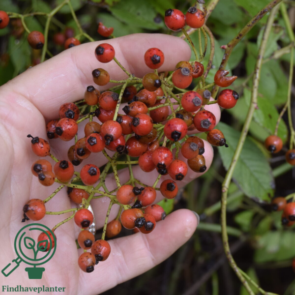 Rosa multiflora, Japansk klaterose (barrods)