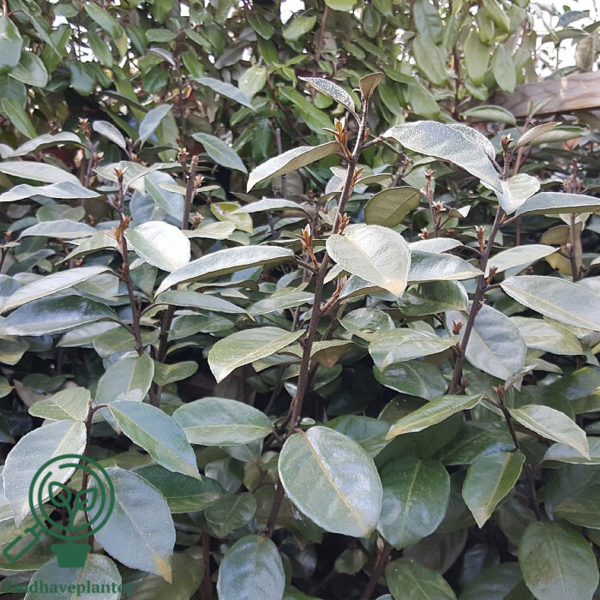 Elaeagnus ebbingei, Sølvblad