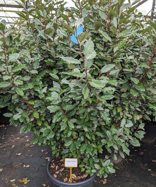 Elaeagnus ebbingei, Sølvblad