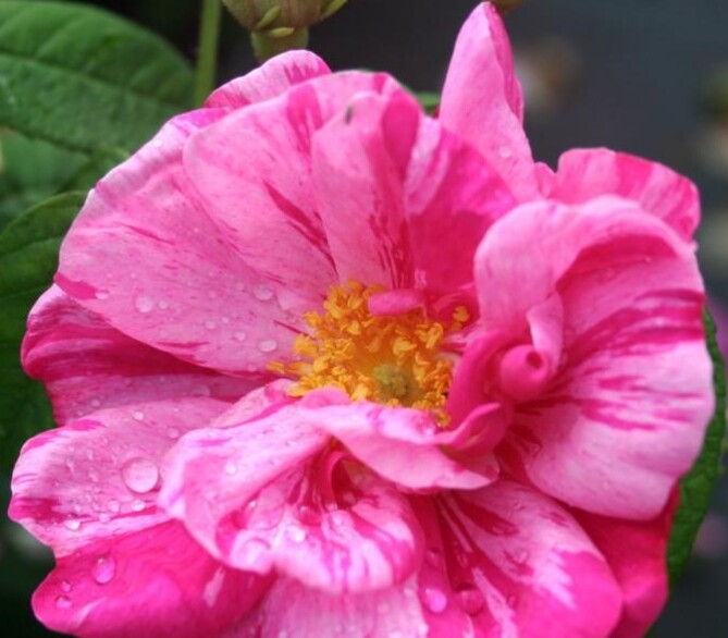 Rosa gallica 'Mundi'