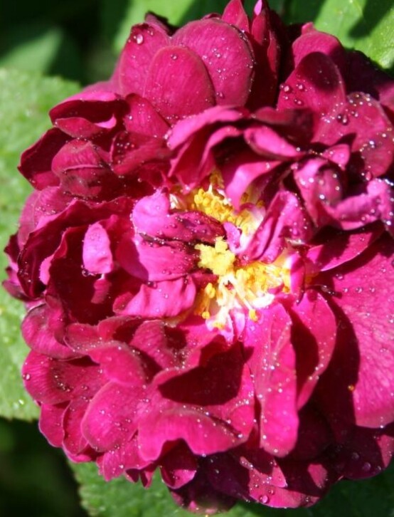 Rosa Gallica 'Tuscany Superb'