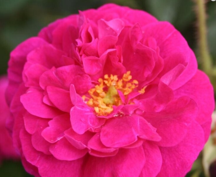 Rosa 'Henri Martin'