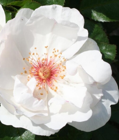 Rosa 'Jacqueline du Pré'