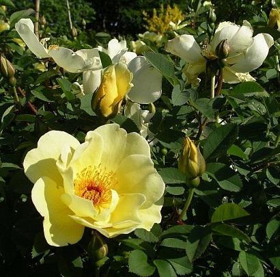 Rosa pimpinellifolia 'Aicha'