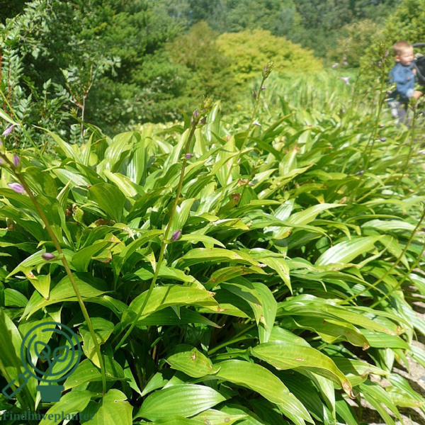 Hosta lancifolia, Funkia