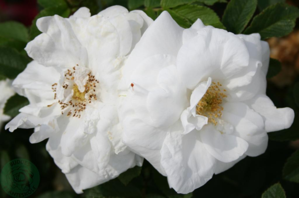 Rosa rugosa 'Marie Bugnet'