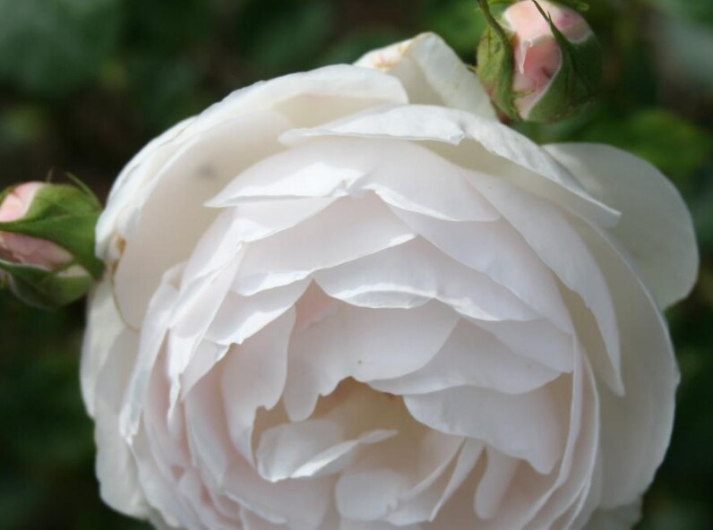 Rosa 'Desdemona' (Auskindling)