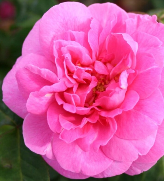 Rosa 'Gertrude Jekyll®' (Ausbord)