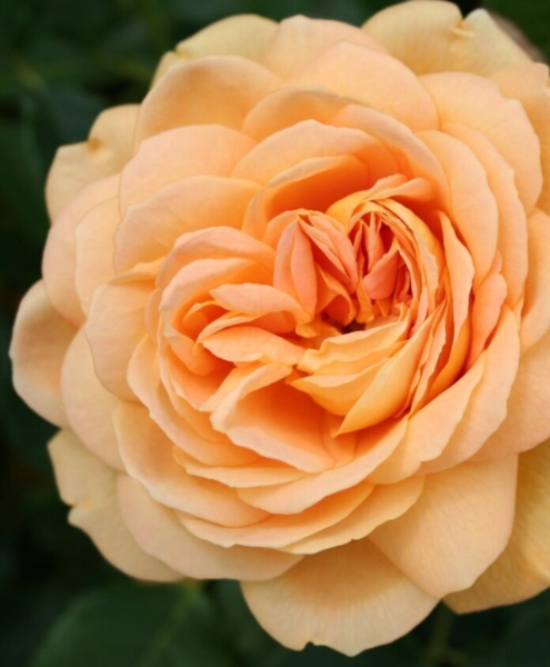 Rosa 'Golden Celebration' (Ausgold)