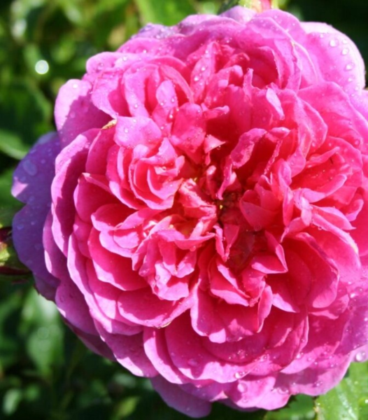 Rosa 'Princess Anne®' Auskitchen