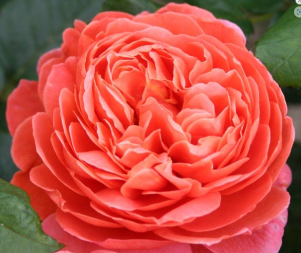 Rosa 'Summersong' (Austango)