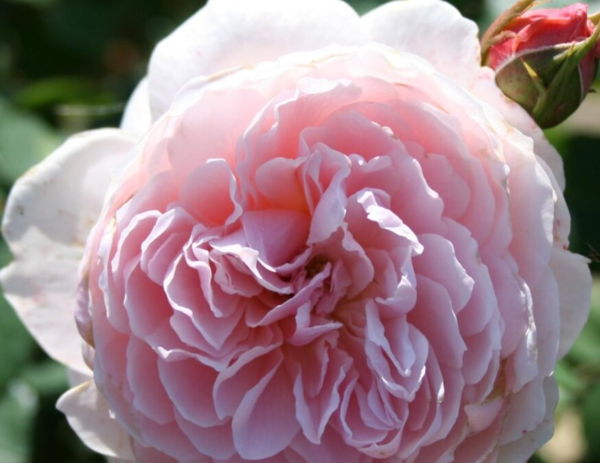 Rosa 'Wisley 2008'