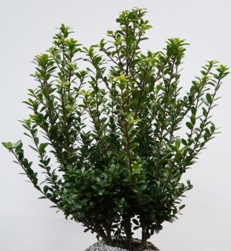 Ilex crenata 'Caroline Upright', Dværgkristtorn