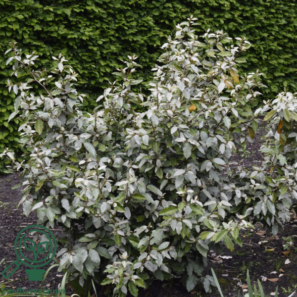 Elaeagnus ebbingei 'Compacta', Sølvblad
