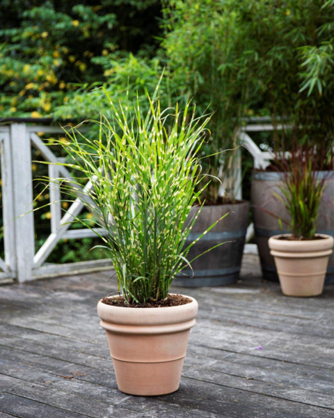 Miscanthus sinensis 'Zebrinus', Zebra Grass