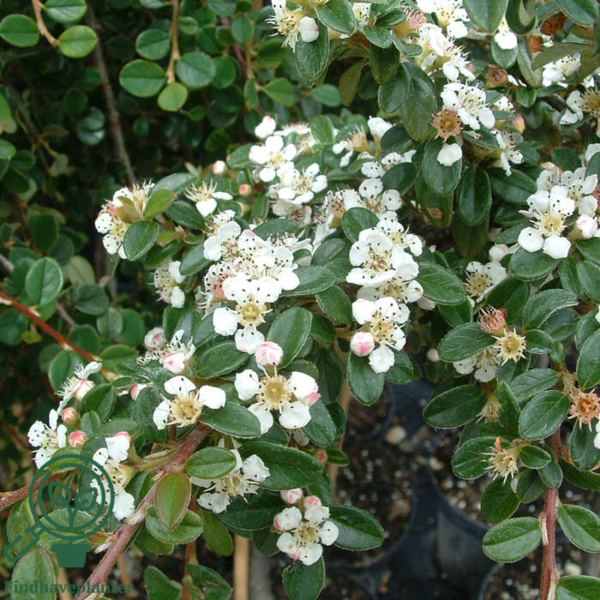 Cotoneaster dam. ’Coral Beauty’, Dværgmispel
