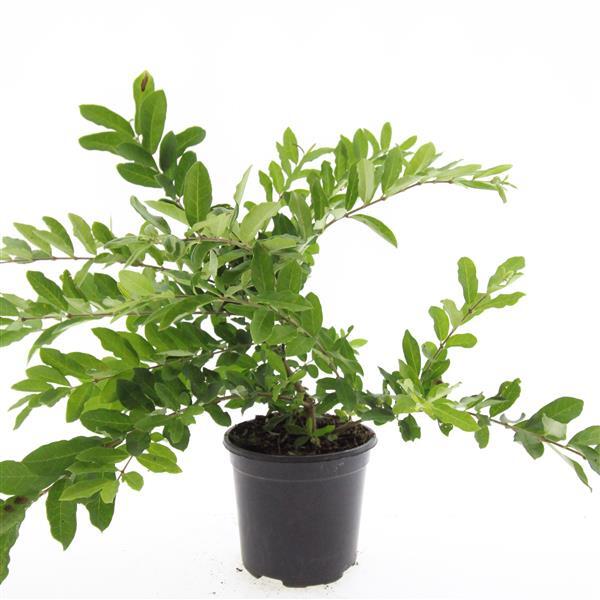 Ligustrum ovalifolium, Bredbladet liguster 100-125cm