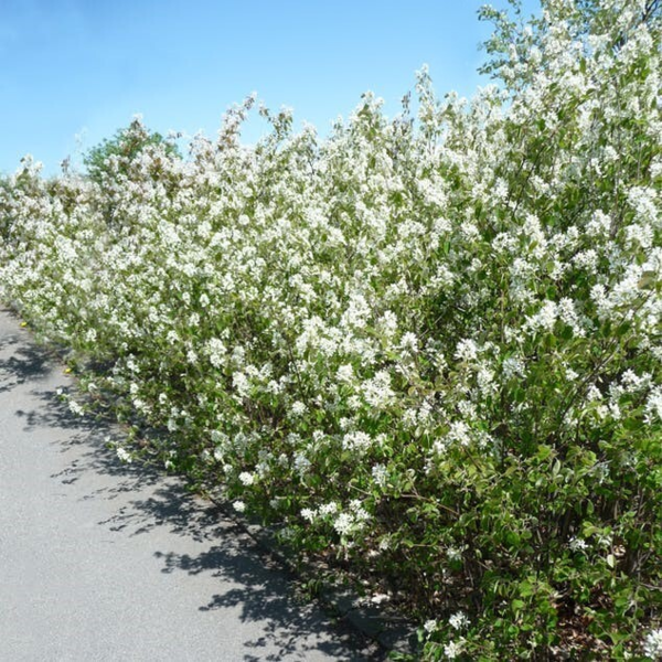 Amelanchier spicata, Bærmispel