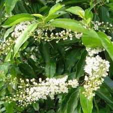 Prunus lusitanica 'Angustifolia', Portugisisk laurbær 140-160cm