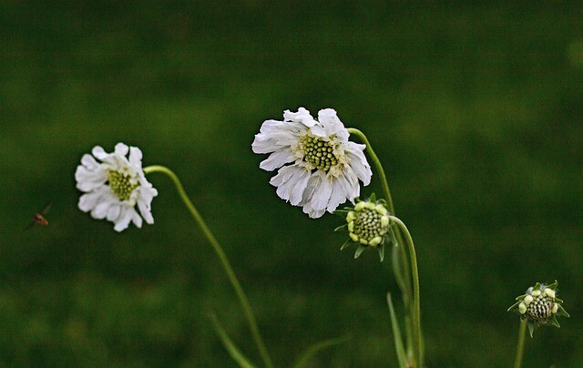 Scabiosa caucasica 'Perfecta Alba', Kaukasisk skabiose