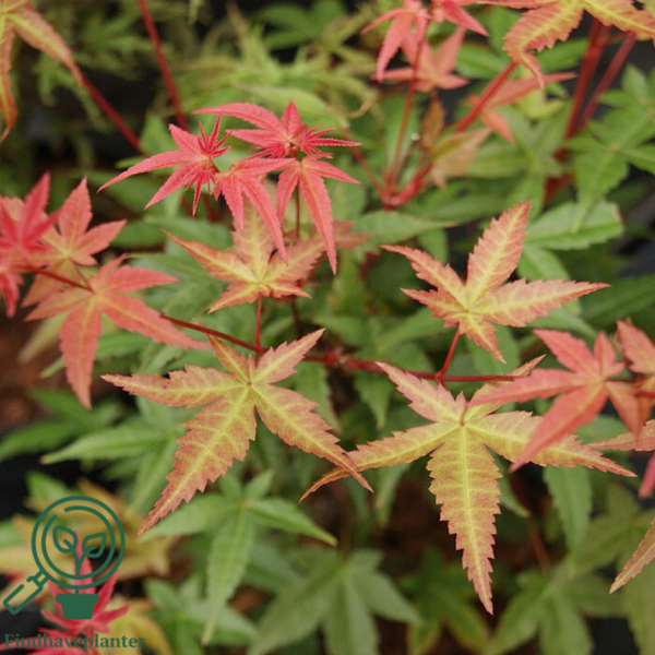 Acer palmatum ‘Beni-maiko’ – japansk løn