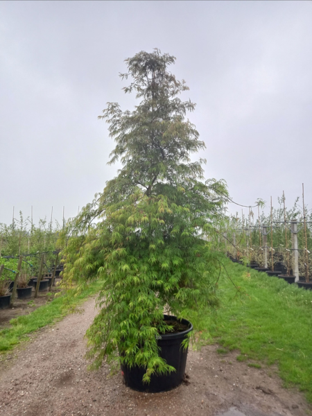 Acer palmatum ‘Dissectum Flavescens’ Japansk løn