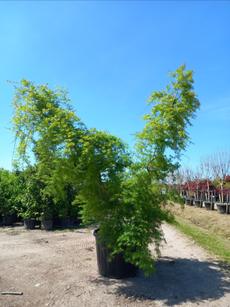 Acer palmatum ‘Emerald Lace’ – Japansk løn