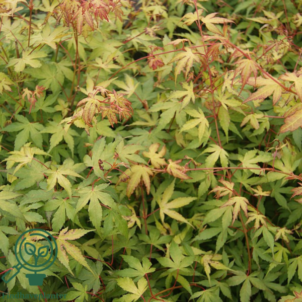 Acer palmatum ‘Katsura’ – Japansk løn