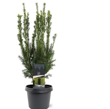 Taxus media 'Hillii' , hæk/potte