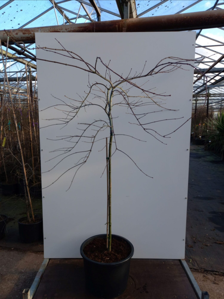 Acer palmatum ‘Tamukeyama’ – Japansk løn Opstammet