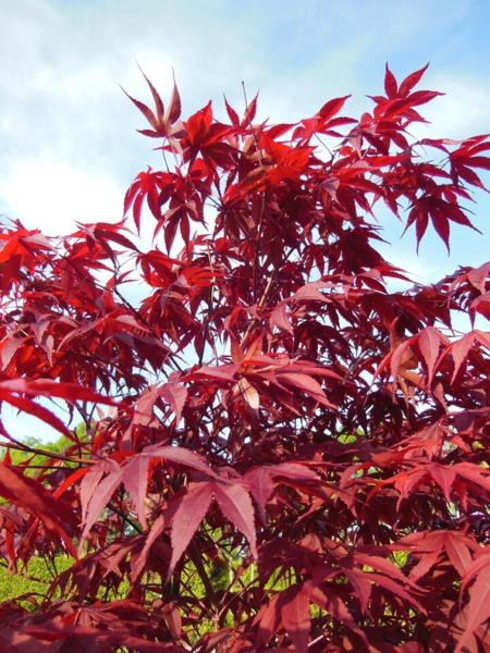 Acer pal. ‘Twombly’s Red Sentinel’ – Japansk løn