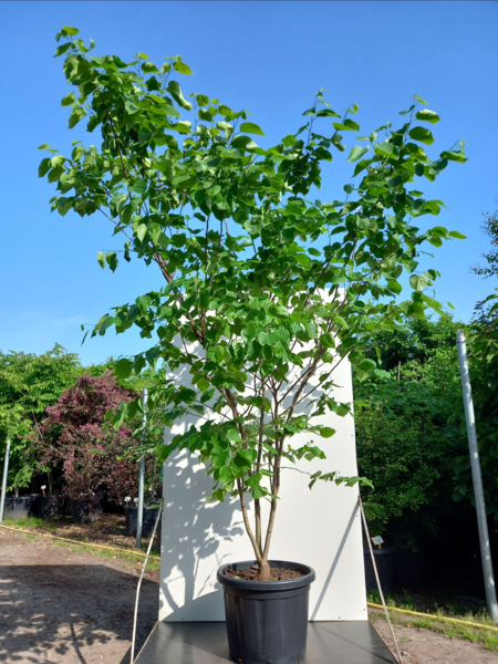 Cercis chinensis ‘Shirobana’