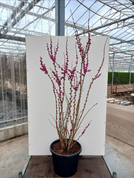 Cercis chinensis ‘Avondale’